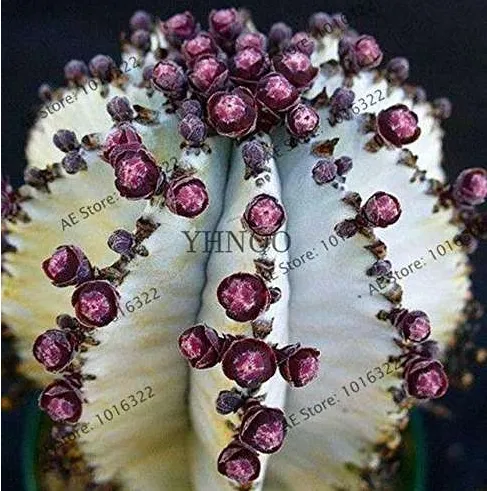 Fresh Euphorbia obesa Basketball Sea Urchin Bonsai - $8.83