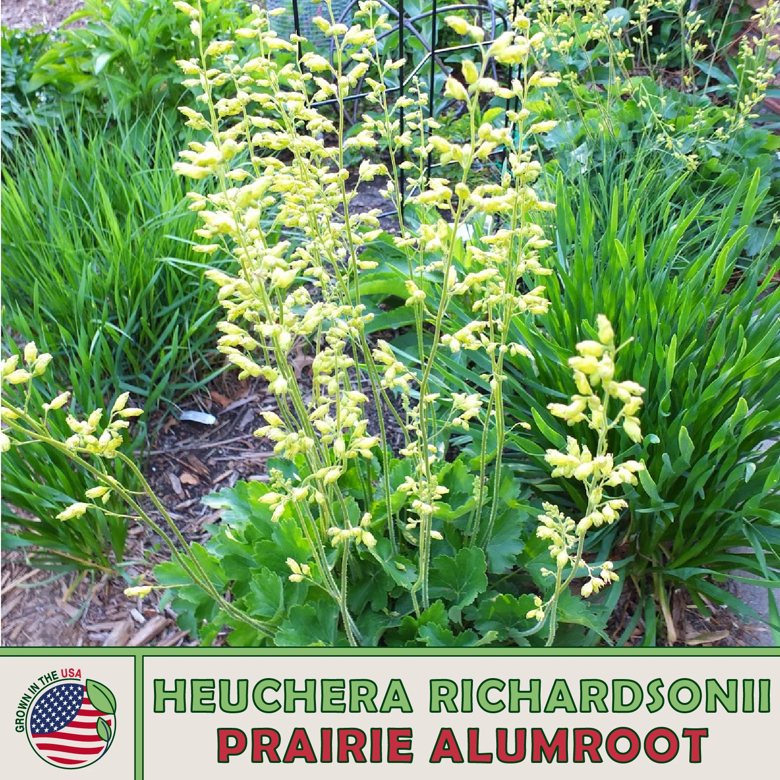 1000 Prairie Alumroot Seeds, Heuchera richardsonii, Native Wildflower - $12.33