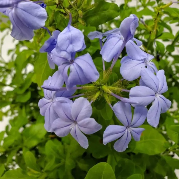 Plumbago ‘Imperial Blue’ Live Starter Plant Bright Sapphire Blue Flowers Fresh G - £16.85 GBP