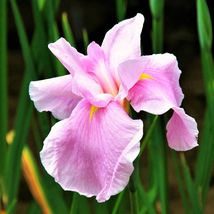 Japanese iris pink lady 1 thumb200