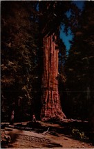 President Tree Giant Forest Sequoia National Park CA Postcard PC373 - £3.92 GBP