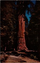 President Tree Giant Forest Sequoia National Park CA Postcard PC373 - £3.72 GBP