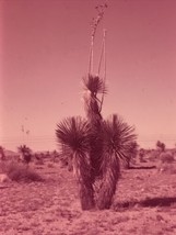 Vintage 1950s Joshua Tree Cactus Desert Glass Plate Photo Slide Magic La... - £11.00 GBP