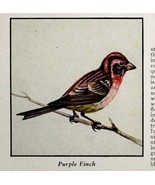 Purple Finch Bird Print 1931 Blue Book Birds Of America Animal Art PCBG21D - $19.99