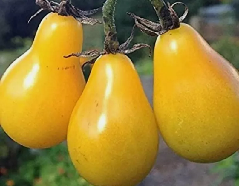 Yellow Pear Tomato Seeds SEEDS usa seller 20+ Seeds - £5.94 GBP