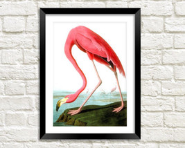 Flamingo Print: Vintage Audubon Bird Illustration Art Print, Pink-
show origi... - £5.79 GBP+
