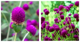 Fresh Seeds 200PCS Gomphrenae Globosa Bonsai, Purple Flower Globe Amaranth - £21.23 GBP