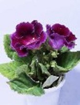 25+ Gloxinia  Purple Empress  Flower Seeds / Houseplant - $15.40
