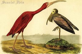 Scarlet Ibis by John James Audubon - Art Print - £17.57 GBP+