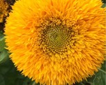 Teddy Bear Sunflower Seeds Non-Gmo Heirloom 30 Fresh Seeds Fast Shipping - $8.99