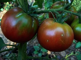 Black Brandywine Tomato Seeds 50 Ct Vegetable - £7.01 GBP