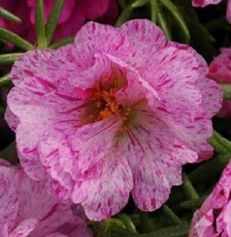 50 Pc Seeds Sundial Peppermint Portulaca Flower, Portulaca Seeds for Planting RK - £11.53 GBP