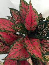 Live Plant Aglaonema &#39;Diamond Red&#39; starter plant Houseplant - $28.99