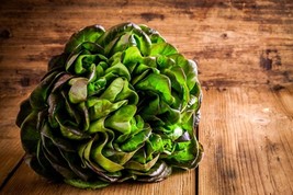 SEEDS = 250 SEEDS -Bronze Mignonette Butterhead Lettuce --Heirloom   - £2.98 GBP