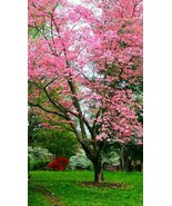 50 Princess Tree Paulownia tomentosa Perennial Tree seeds - $9.98