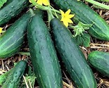 Spacemaster 80 Cucumber Seeds  60 Seeds Non-Gmo  Fast Shipping - $7.99