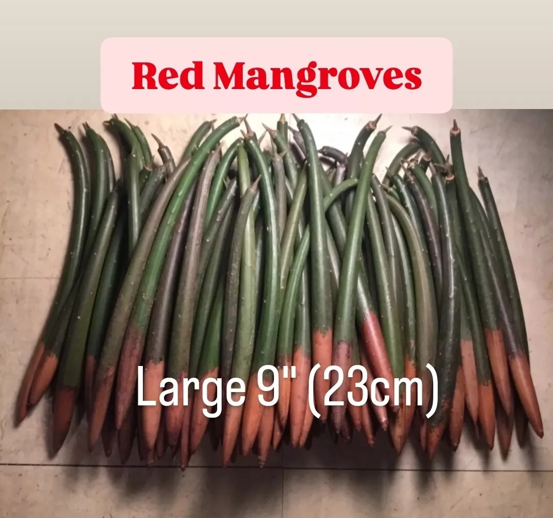 15 Red Mangrove Live Aquarium Plants 9 inch 23cm Rhizophora Mangle Manglares Aqu - $48.62