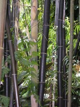 50 Zi Zhu Bamboo Seeds Privacy Climbing Garden Clumping Shade Screen - $12.98