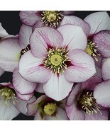 SEPTH Hellebore French Kiss  Wedding Party® Series, WELL-ROOTED Plant. S... - $9.16 CAD