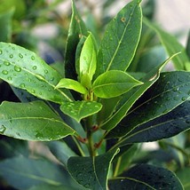 Fast Ship USA Seller Bay Laurel Seeds Laurus Nobilis 2 Seeds - £23.50 GBP