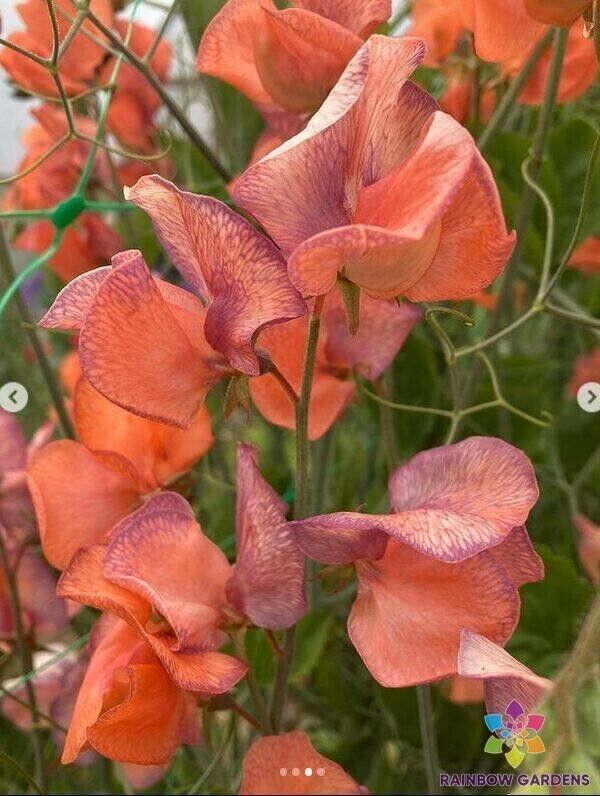 RD 50+ Blue Vein Sweet Pea Seeds for Garden Planting  - $5.15
