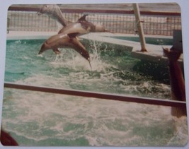 Vintage Cedar Point Oceana Dolphin Stadium Flying Dolphins Color Photo 1980 - £1.58 GBP