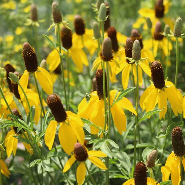 Coneflower Mexican Hat Yellow Prairie Flower Seeds Home 20 Seeds - £6.99 GBP