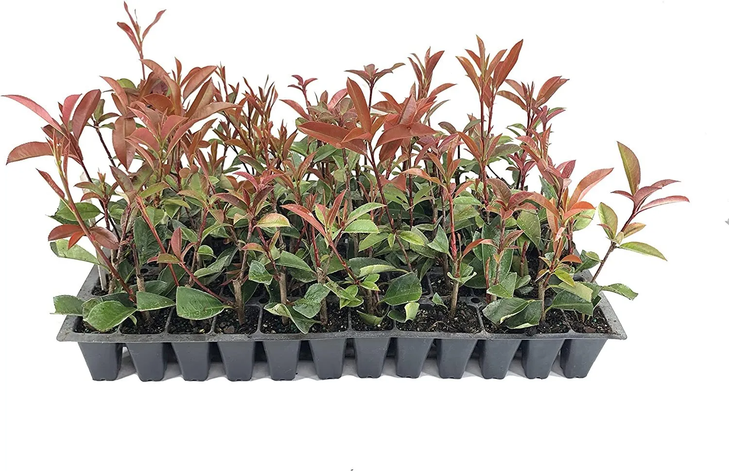 Photinia Red Tip Live Plants Photinia x Fraseri Hardy Shrub - £35.43 GBP
