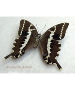 Green Spots African Butterfly Papilio Delalandei Framed Entomology Shado... - $1,097.41 MXN