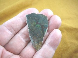 (J-493-3) Green red orange Ammolite piece fossil shell loose nautilus jewelry - £22.48 GBP