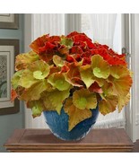AD 15 Seeds Begonia Martha Stewart House Flowers Home Garden - $18.59 CAD