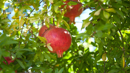 live plant pomegranate tree live fruit plant 5&#39;&#39;to 8&#39;&#39; -  Outdoor Living - £48.75 GBP