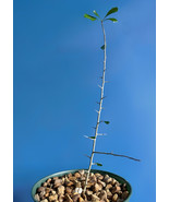 Commiphora Simplicifolia Guggul Myrrh Tree Caudex Bonsai 8 Inch Tall Pla... - $1,786.26 MXN