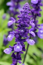 Sage Vanilla Fragrant Flowers Edible Salvia Japonica, 100 SEEDS D - $12.35