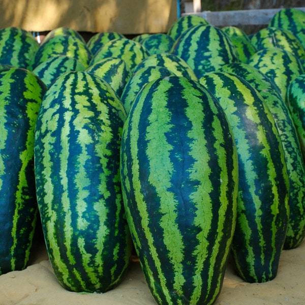 Jubilee Watermelon Seeds Fresh Garden Seeds Fresh Seeds - $3.00