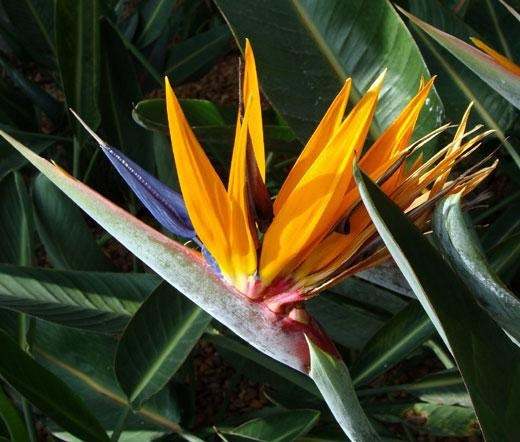 Strelitzia reginae Bird of Paradise Flower