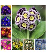 USA-50 pcs/bag Multicolor Primula Seeds,  Colorful Flowers Seeds - $10.98 CAD