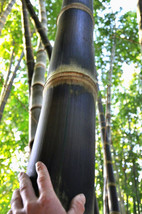 10 Rough Bamboo Seeds Dendrocalamus Asper US Fast Shipping - $12.15