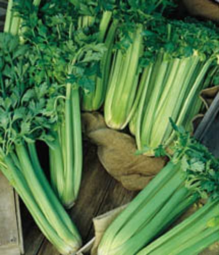 SEPTH 30+ Tall Utah Celery Seed, Heirloom NON-GMO Fresh Seeds A FAVORITE... - $2.54