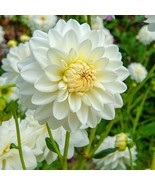 PSA Dahlia Snow Country 3 Plant Divisions With Tubers Summer Flower Fast... - $963.06 MXN