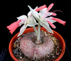Sinningia leucotricha Rechsteineria rare bulb cacti caudex plant seed 200 SEEDS - £11.84 GBP