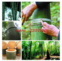 40/100 Seeds Giant Wholesale Large Phyllostachys Pubescens Moso Bamboo Seeds Pro - $10.67