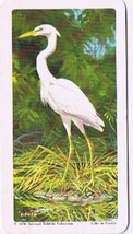 Brooke Bond Red Rose Tea Card #40 Great White  Heron American Wildlife In Danger - £0.77 GBP