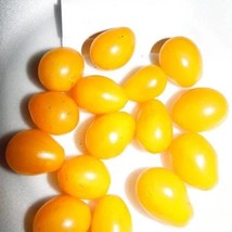 Ildi Cherry Tomato Seeds Huge Cluster US Seller Fast Shipping - £5.39 GBP