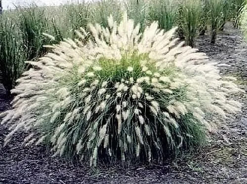 Fresh New White Fountain Grass Pennisetum Villosum Ornamental Flower 30 ... - £10.19 GBP