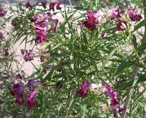 SG 40+ Desert Willow Tree Seeds Freshly Harvested, Purple Orchid Flower  - £9.33 GBP