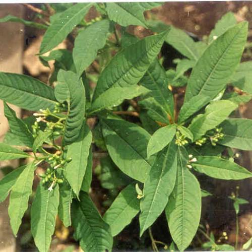 Daun Pule Pandak - Rauvolfia Serpentina Leaf (Dried), 80 Gram