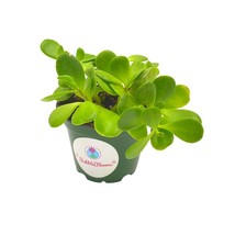 Jade Plant / 4 inch Crassula ovata/Friendship Plant, Money Plant, Silver Dollar  - £9.66 GBP