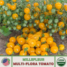  Millefleur Multi-Flora Tomato Seeds, Organic, Open-Pollinated, Non-GMO ... - £9.57 GBP