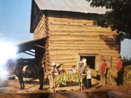 Vintage Farming Stringing Hanging Tobacco At Harvest Time Postcard Horse Kids - £16.83 GBP
